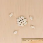 Légumes Secs - Haricot Nain à Ecosser Michelet à Longue Cosse - MEDIA_3D